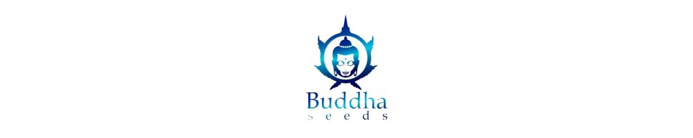 Buddha Seeds Femm