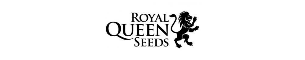 Royal Queen Seeds -Fast Version- semi di canapa Autofiorenti olandesi 