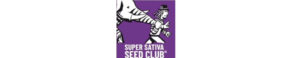 Super Sativa Seed Club - Semi Regolari