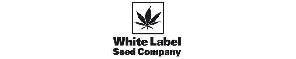 "Eccellenti Semi White Label: Scopri la Qualità Sensi Seeds"