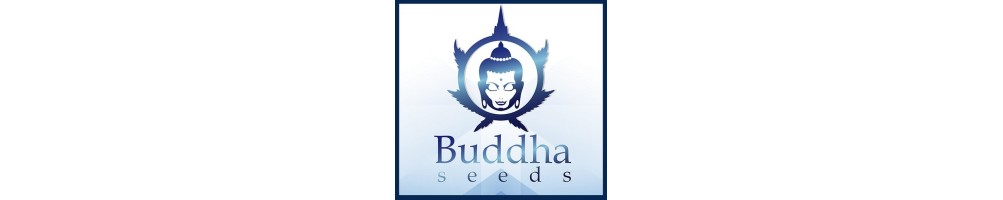 Buddha Seeds Regolari