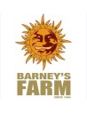 Barney's Farm Regolari
